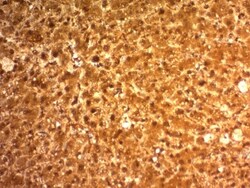 Arginase 1/ARG1/liver Arginase Antibody (ARG1/1126), Novus Biologicals